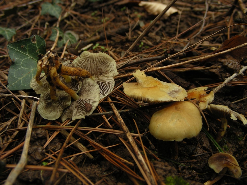 Escursione in bosco umido